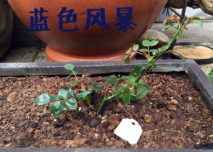 ��ɫ�籩-20160221.JPG