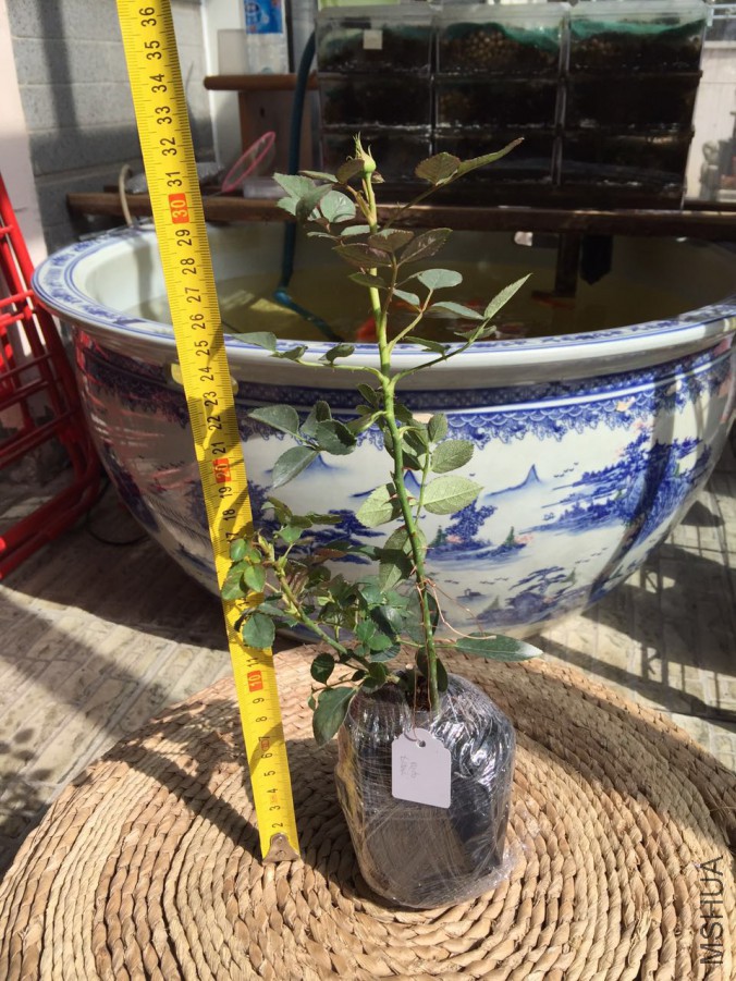 Ī��-201602.JPG