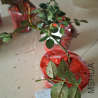 UC_Photo_056.jpg