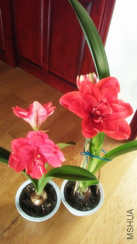 Ԫ���컨 002_����.jpg