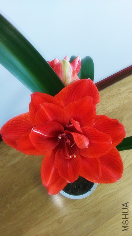 Ԫ���컨 003_����.jpg