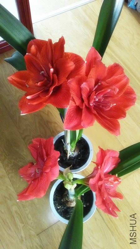 Ԫ���컨 007_����.jpg