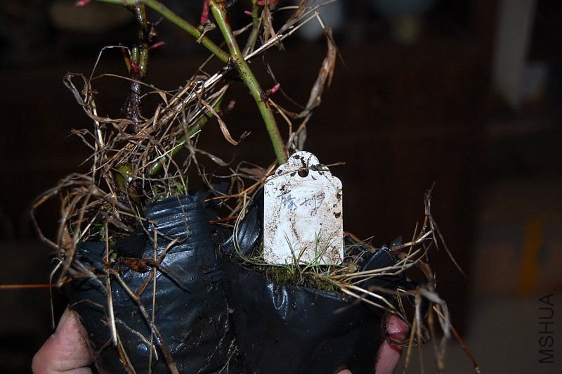 DSC_34690151.JPG
