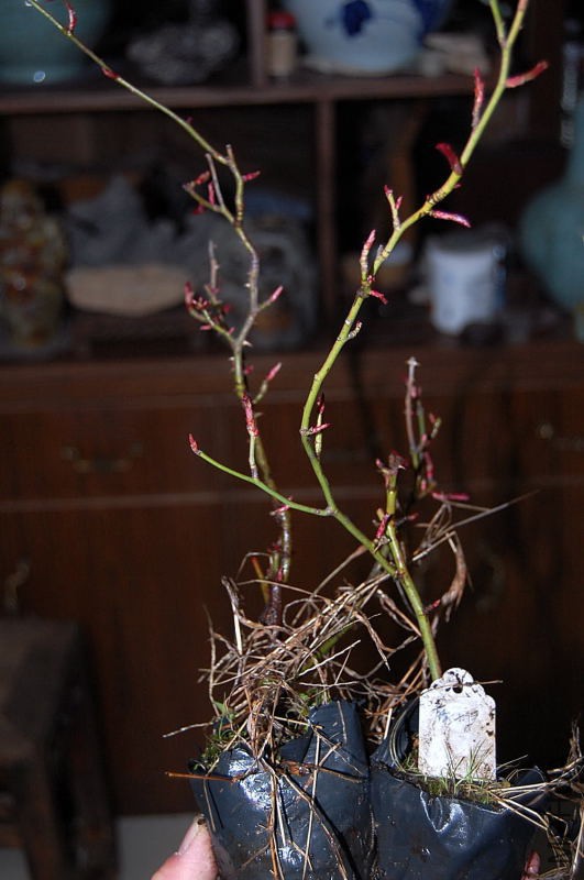 DSC_34700152.JPG