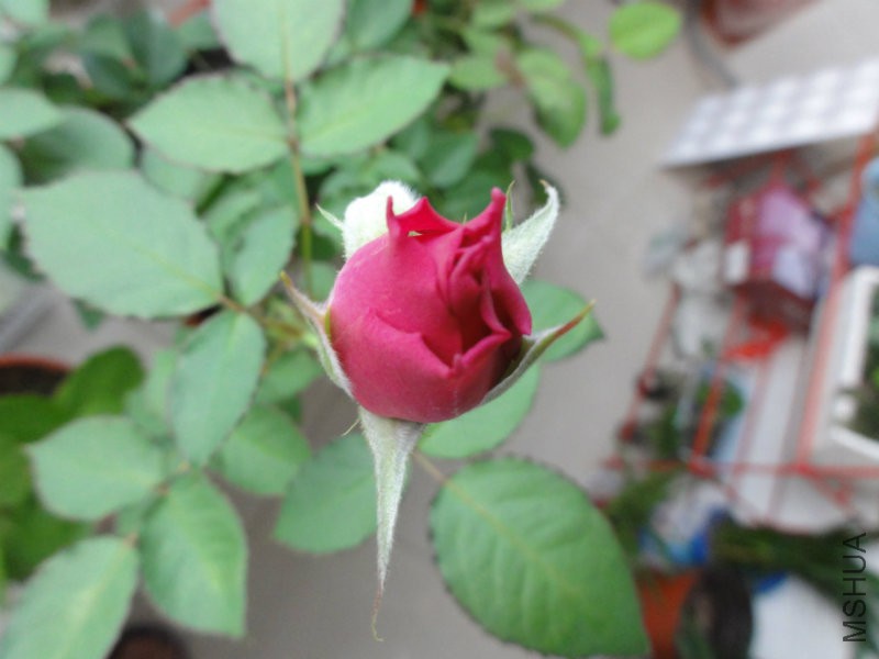 DSC00790.JPG