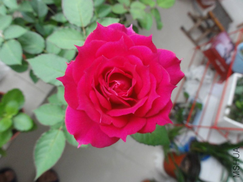 DSC00813.JPG