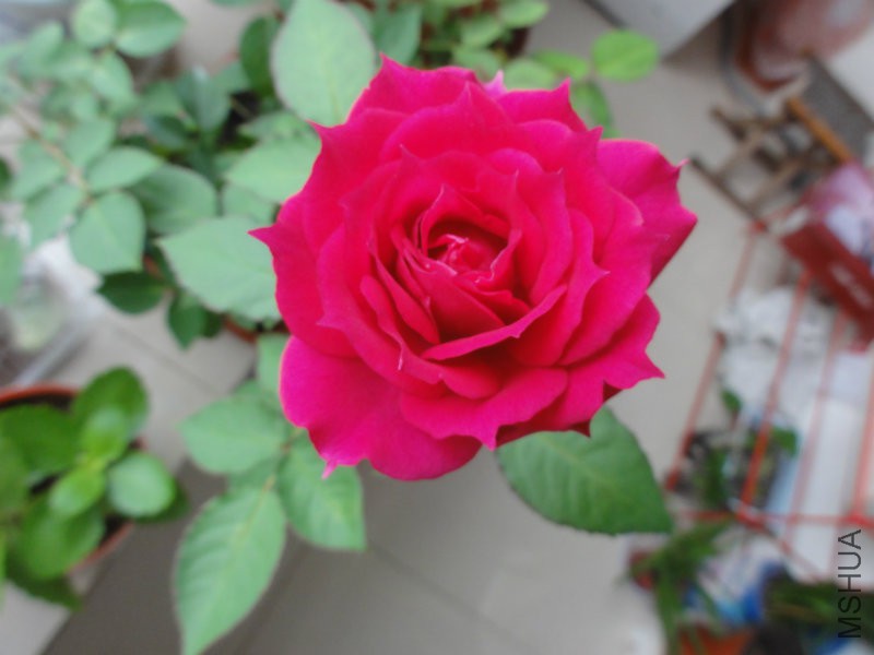 DSC00814.JPG