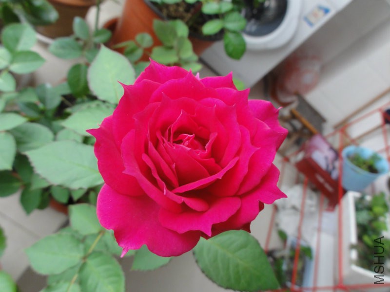 DSC00815.JPG