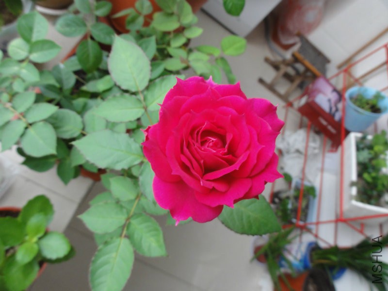DSC00817.JPG