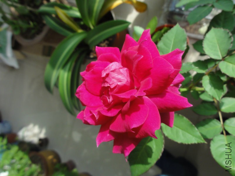 DSC00818.JPG