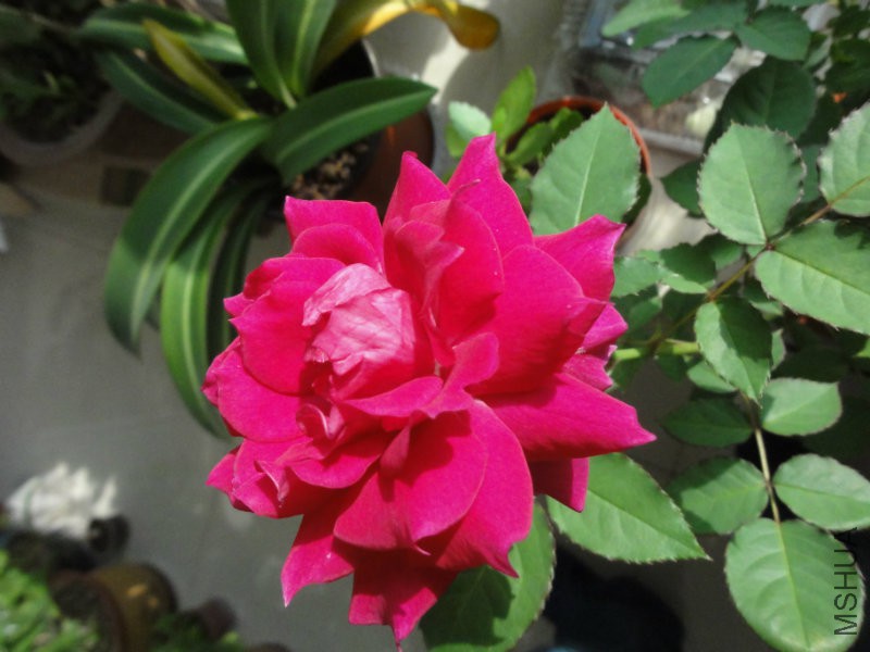 DSC00819.JPG