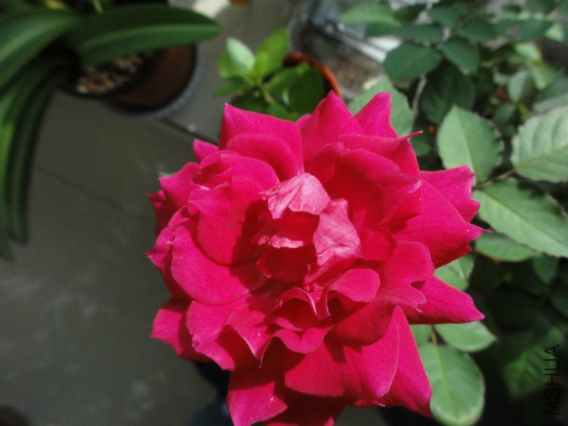 DSC00820.JPG