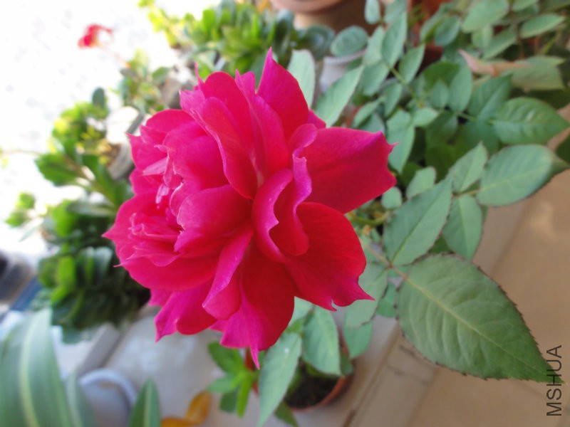 DSC00823.JPG