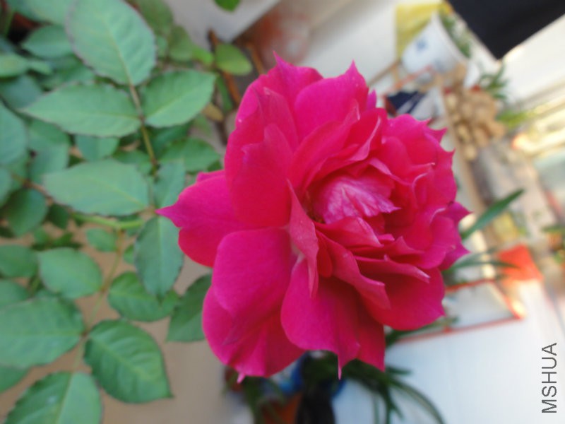 DSC00824.JPG