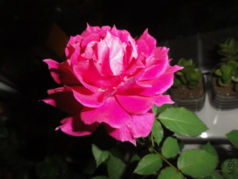 DSC00833.JPG