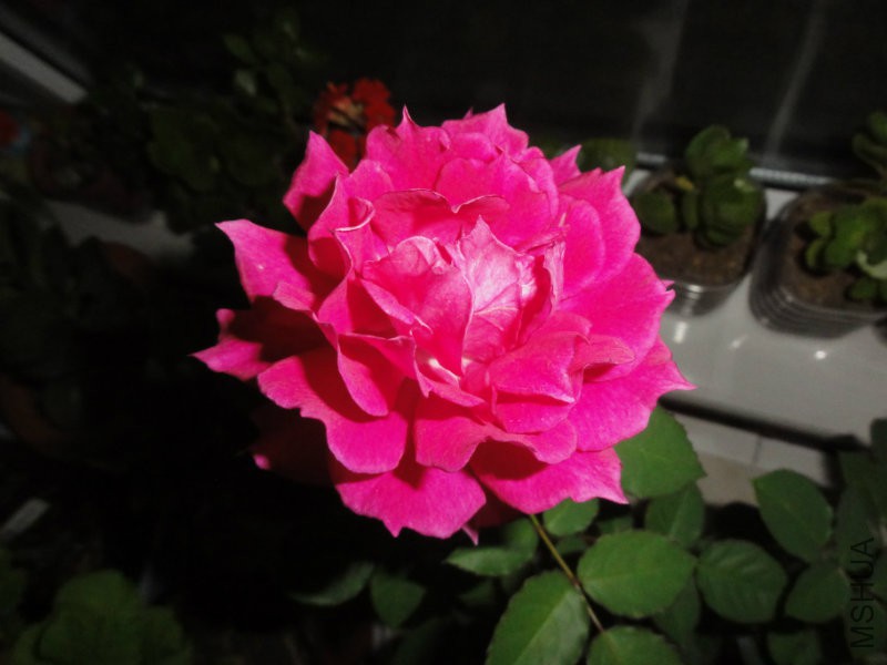 DSC00834.JPG