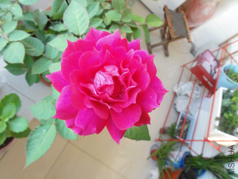 DSC00821.JPG