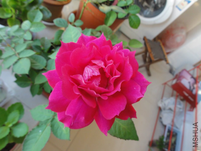 DSC00822.JPG