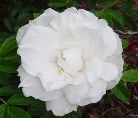 blanc double3.JPG