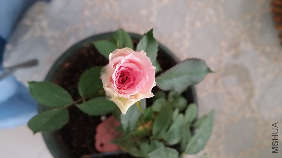 20150816_124846.jpg