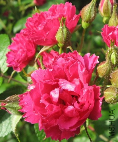 Belle poitivine��ʱ.jpg