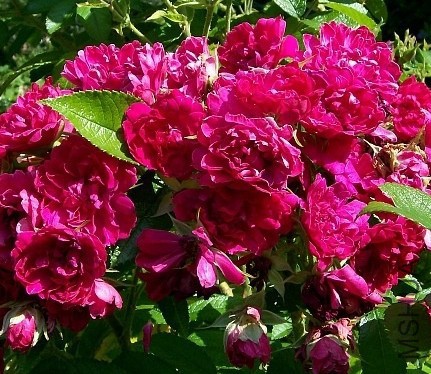 Belle poitivine��ʱ2.jpg