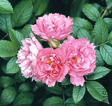 Pink grootendost3.jpg