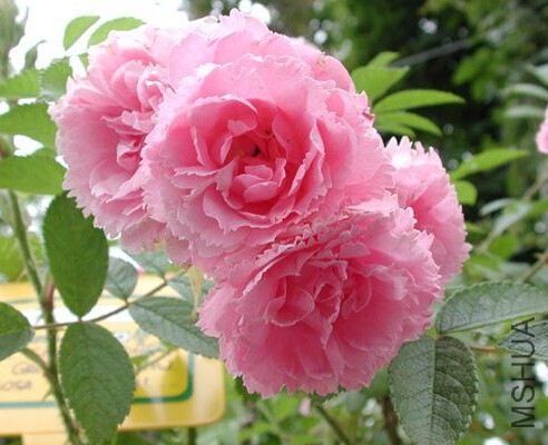 Pink grootendost4.jpg