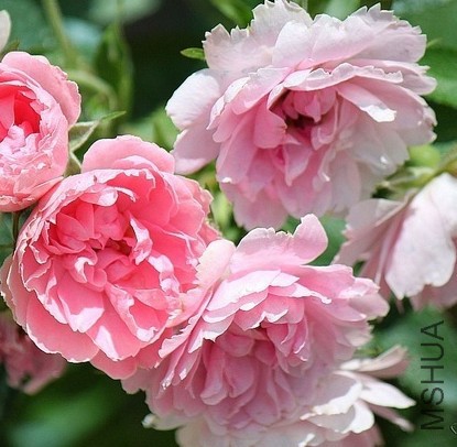 Belle poitivine��ʱ.jpg