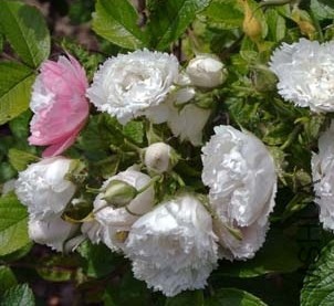 Belle poitivine��ʱ.jpg