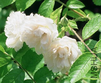 Belle poitivine��ʱ2.jpg