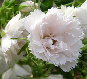 Belle poitivine��ʱ.jpg