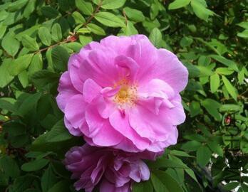 ������ ����.jpg