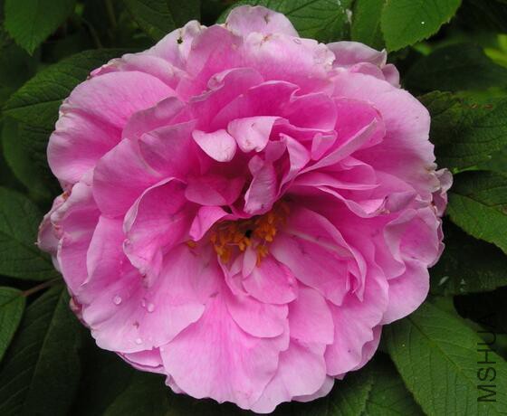 ������ ����5.jpg