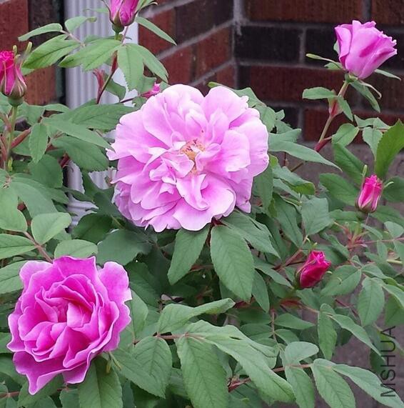 ������ ����4.jpg