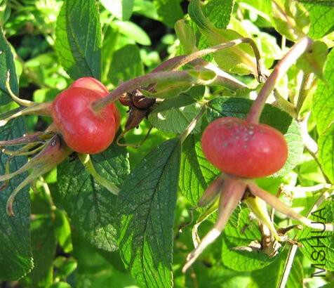 Louise Bugnet��.jpg