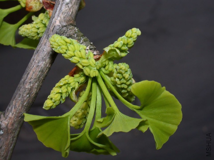 Ginkgo_male.jpg