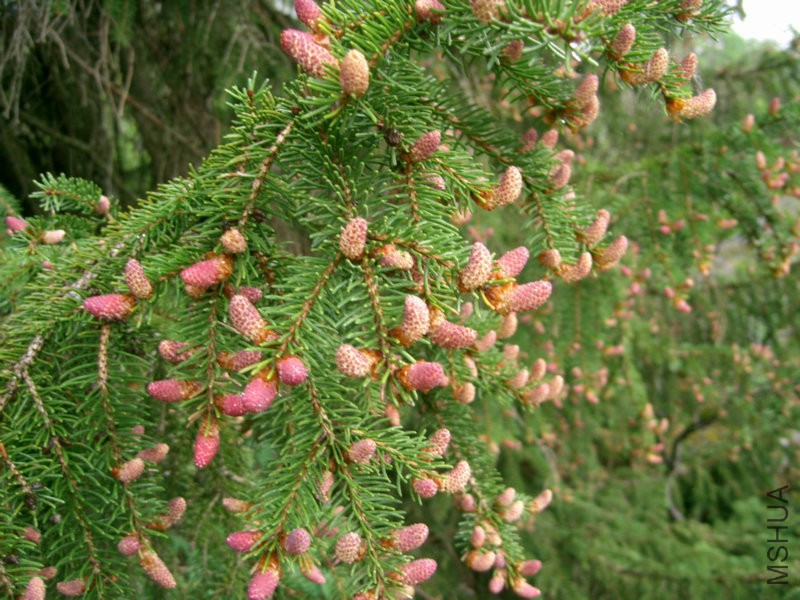 Pinaceae_cones_(immatures).jpg