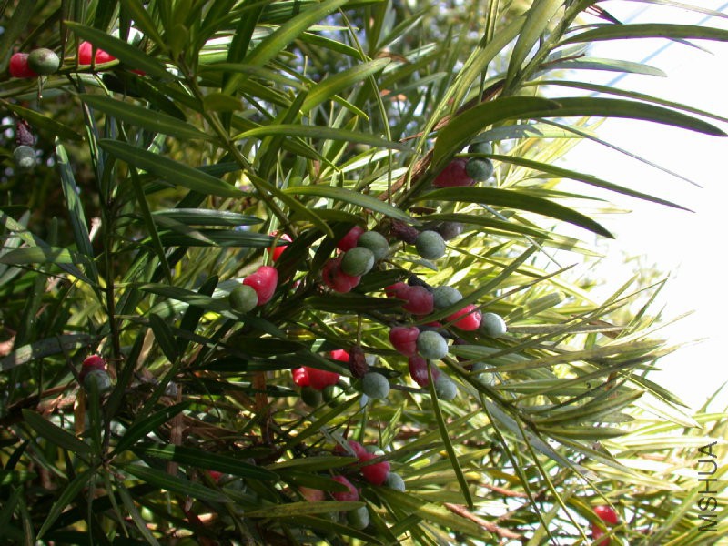 Podocarpus_macrophyllus_inumaki.jpg