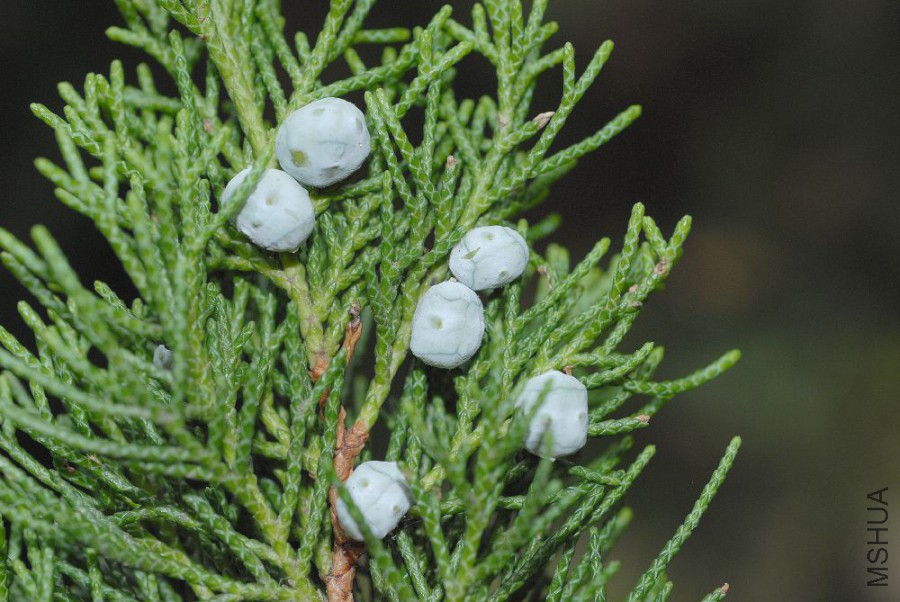 Juniperus_chinensis6.jpg