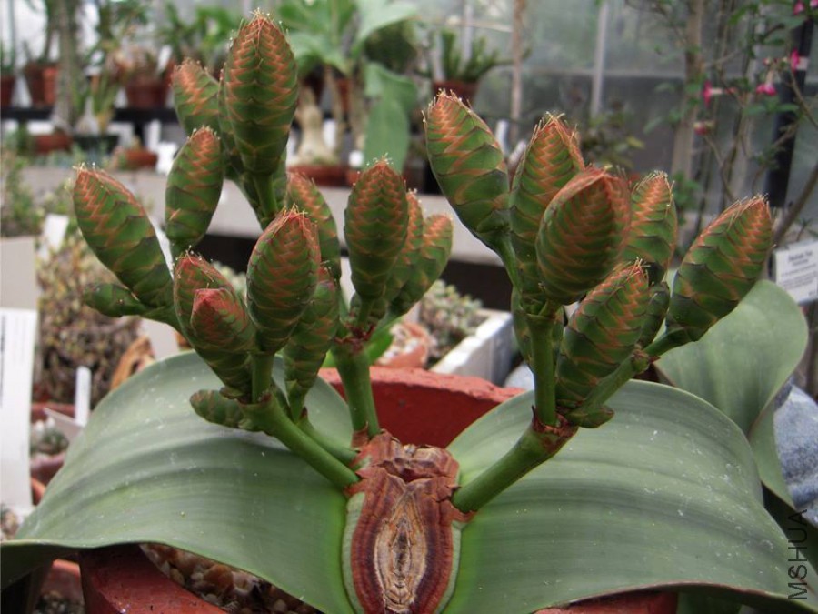Welwitschia_mirabilis02.jpg