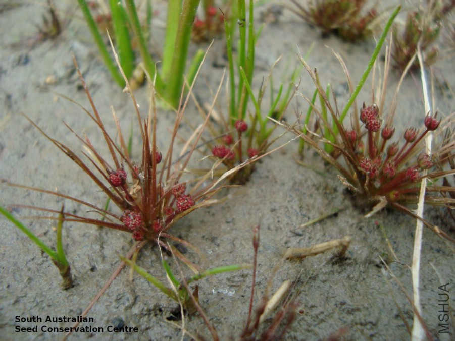 Trithuria submersa DJD1631 Swedes Flat plants 2.jpg