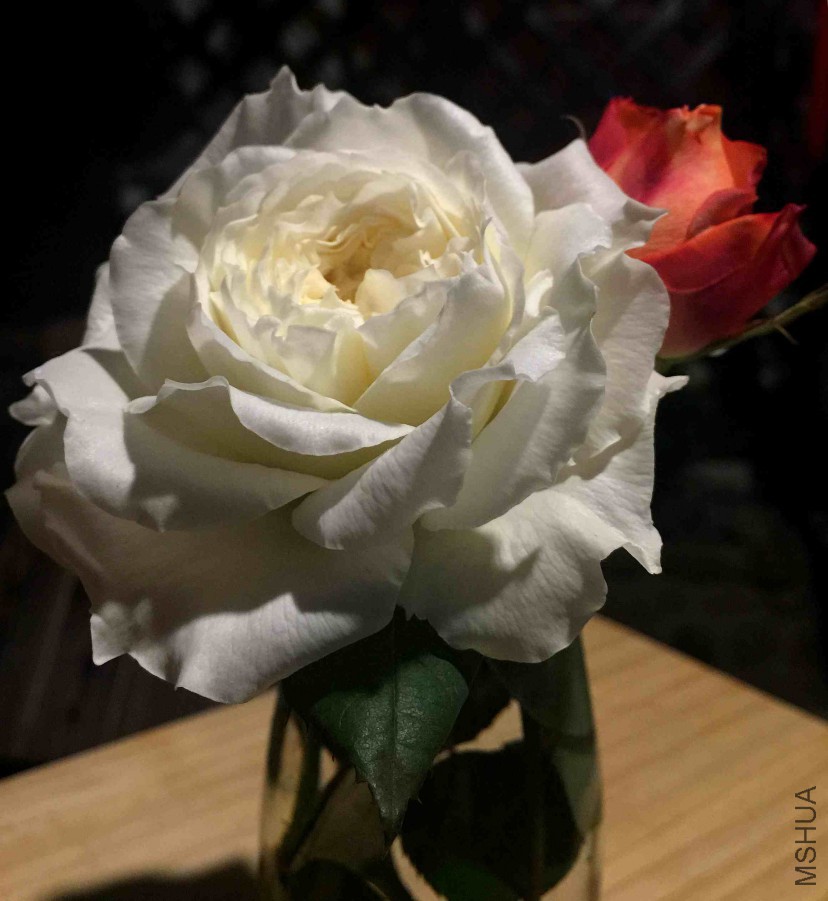 IMG_9481.JPG