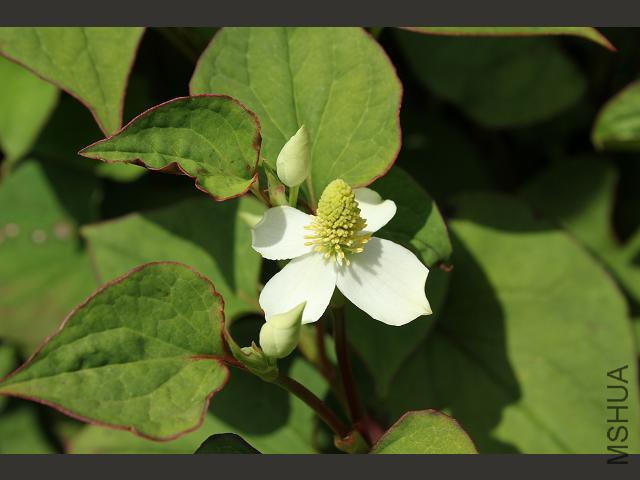 houttuynia_cordata_fish_plant_flower_16-06-11_1.jpg