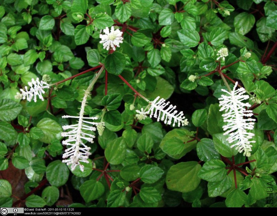 Peperomia-fraseri-flower-spikes.jpg