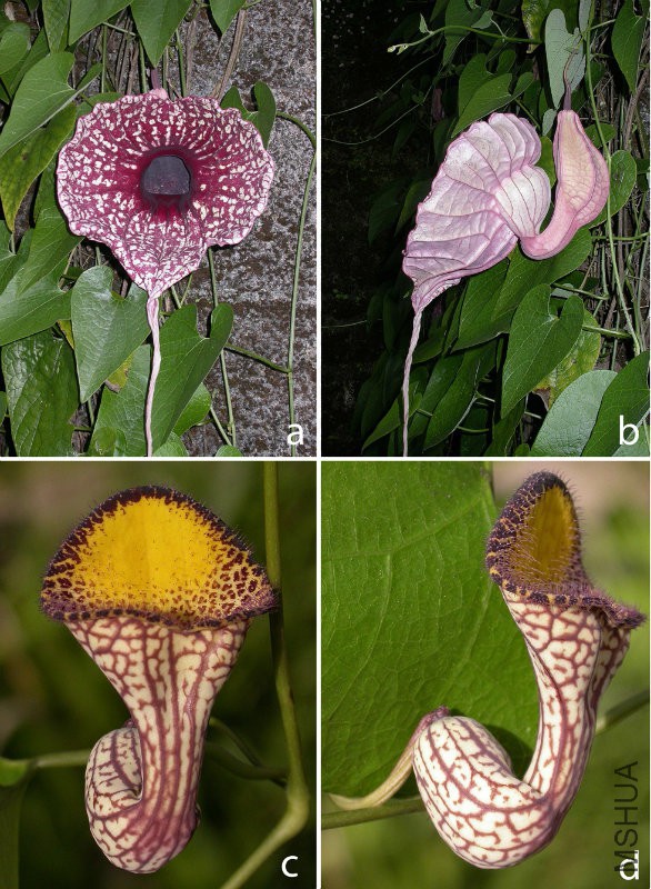 aristolochiaceae.jpg