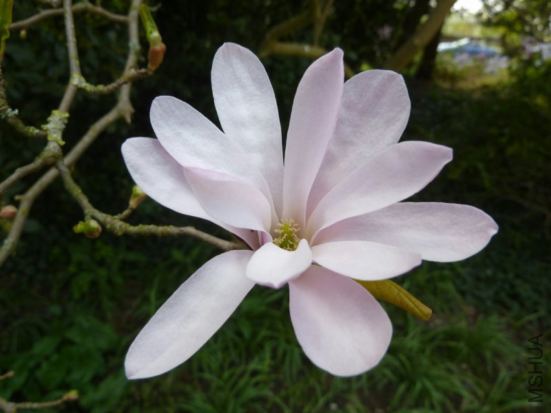 Magnolia_x_loebneri_'Leonard_Messel'_(Magnoliaceae)_flower.jpg