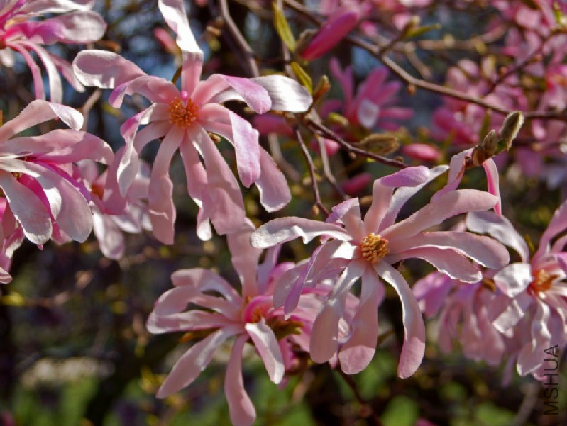 Magnoliaceae_-_Magnolia_stellata_rosea.jpg