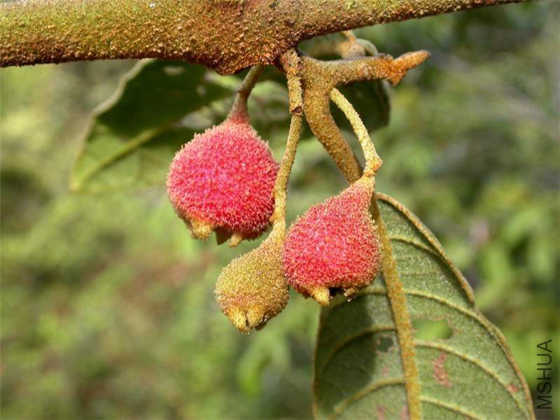5_ Siparuna cascada_fruit.jpg