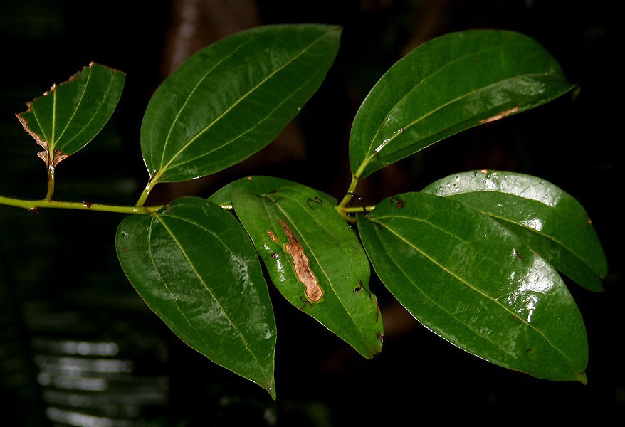 Cinnamomum_**ala_W_IMG_2433.jpg